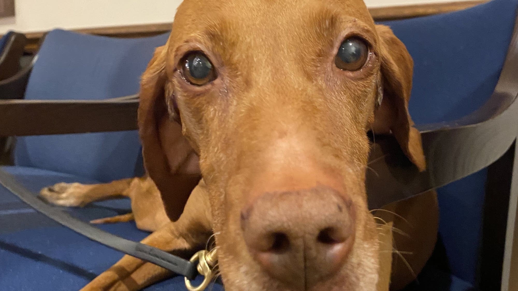 A yummy retirement party for Matka, the explosives-sniffing dog - Vimarsana News