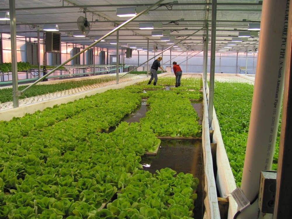Hydroponic greenhouse