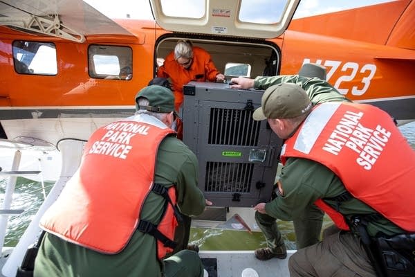 National Park Service staff unload a wolf off of the seaplane.