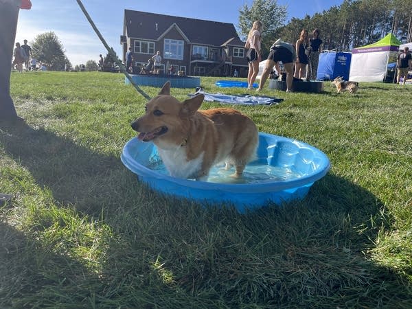 A dog stands in a small kiddie pool.
