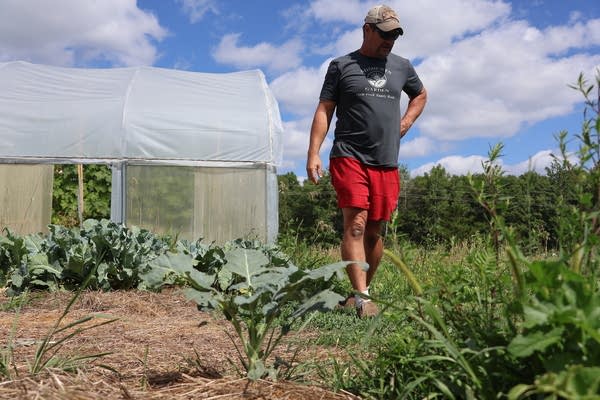 A man walking through a cauliflower plant field