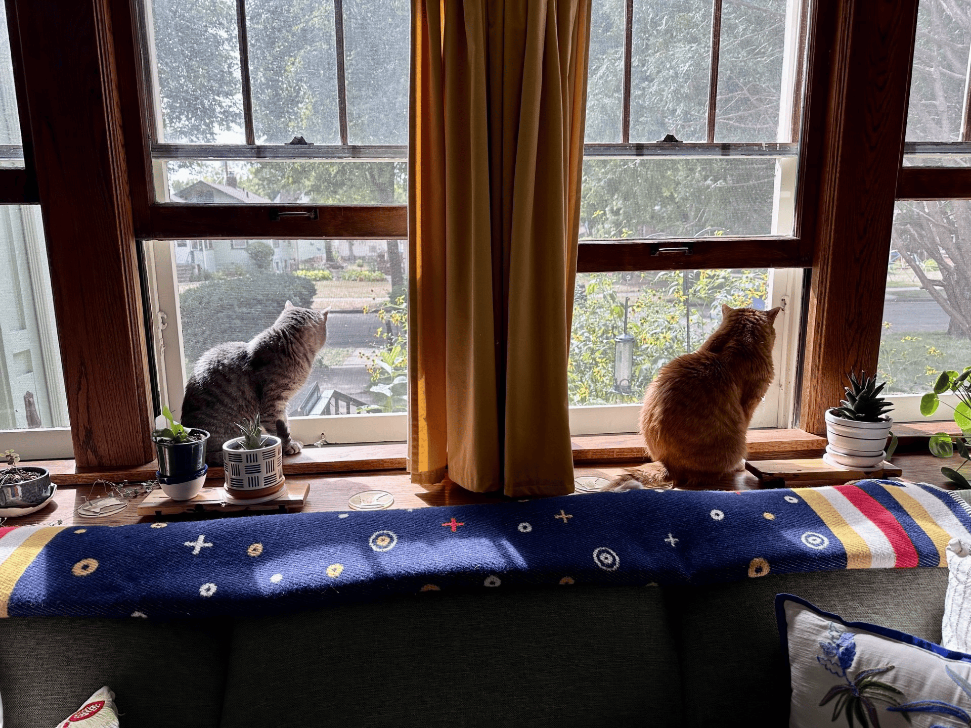 pets of public radio