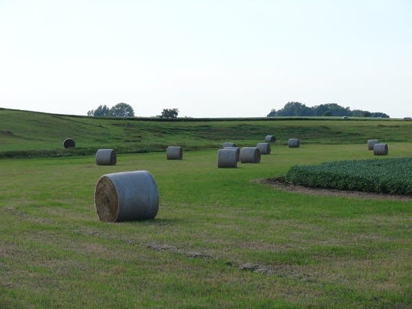 Alfalfa hay bales