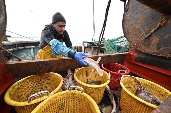 Fishing quotas are one of the last items to be finalised in a post-Brexit trade deal