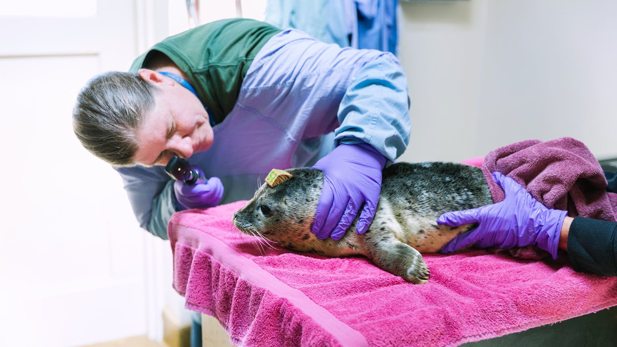 What it's like being a marine mammal veterinarian