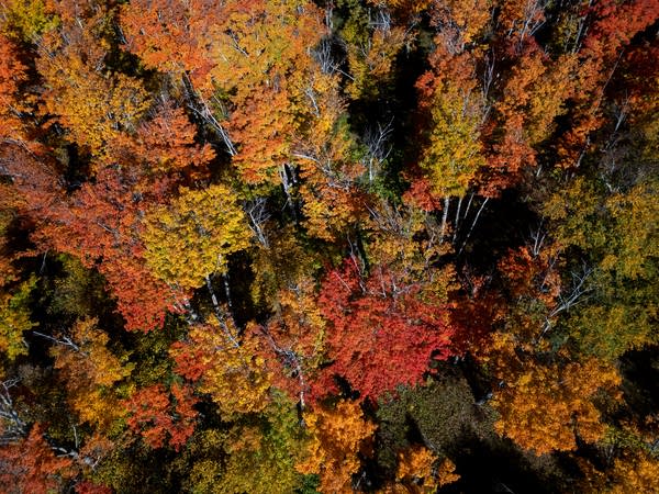 Photos: Fall colors popping in northern half of Minnesota, north of I-94