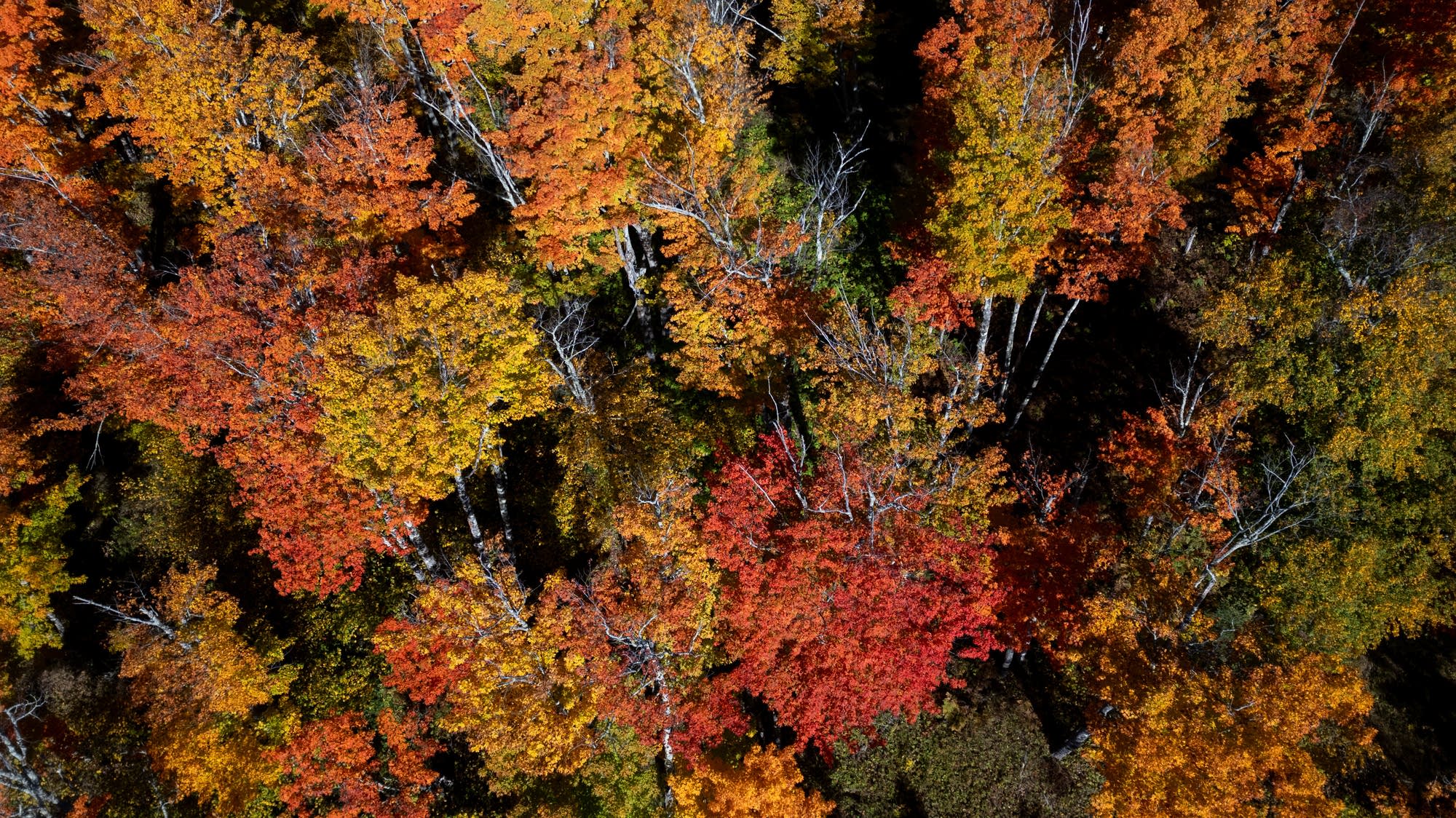 Fall colors delayed by climate change