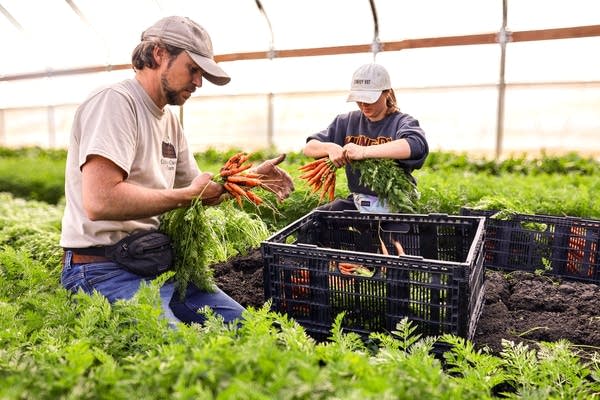 Two people pick carrots and place them into a crate.