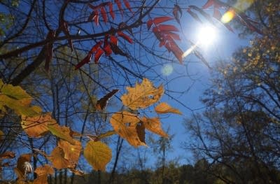 Fall colors