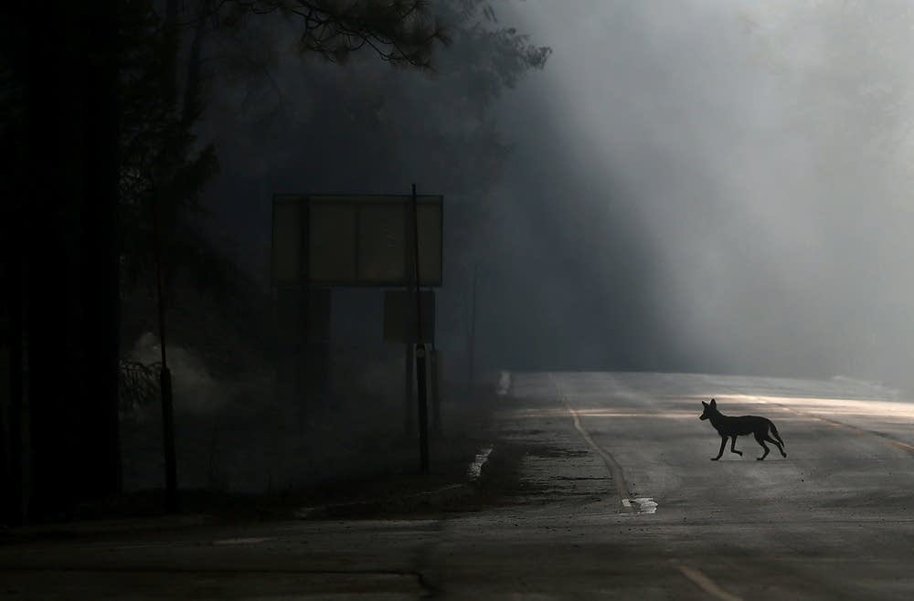 Coyote amid Rim Fire