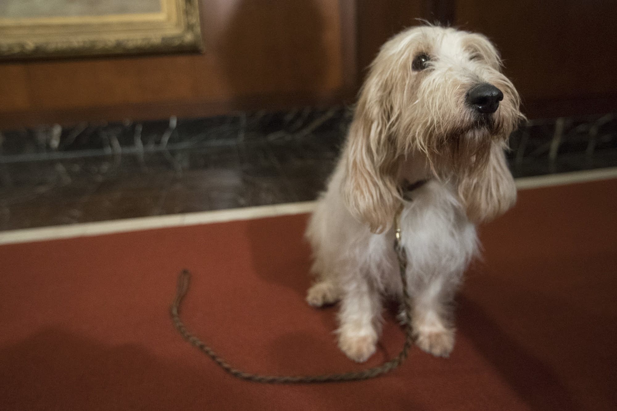 Juno, a grand basset griffon Vendeen