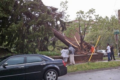 Tree down