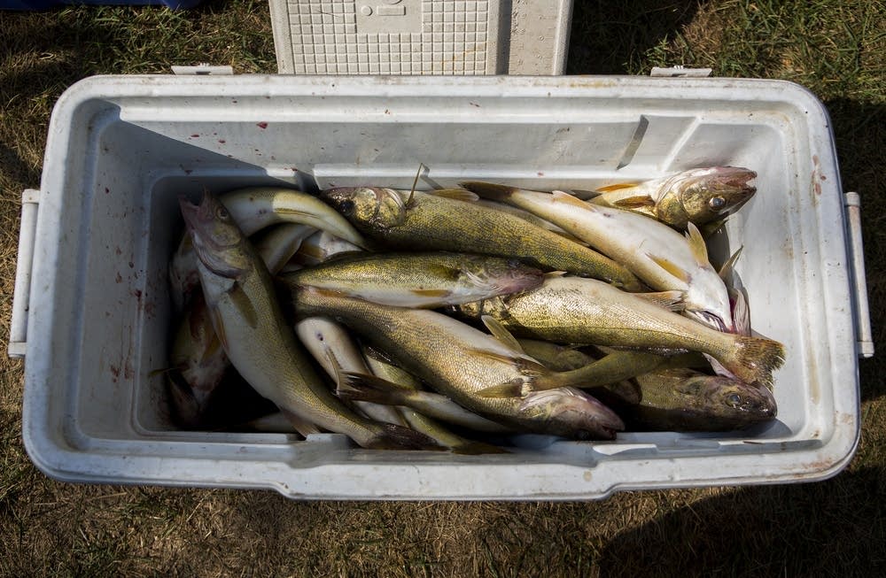 Walleye filled a cooler.