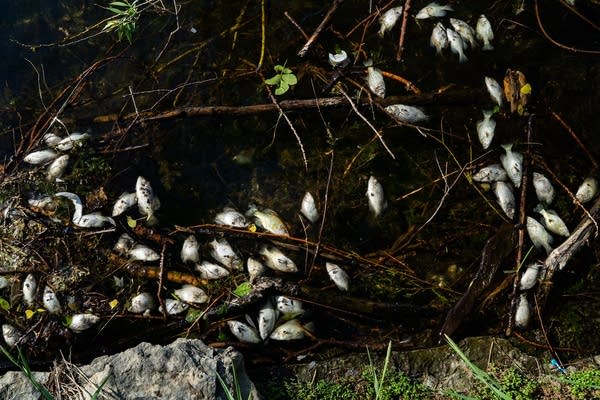 Dead fish accumulate on the west end of Lake Nokomis.