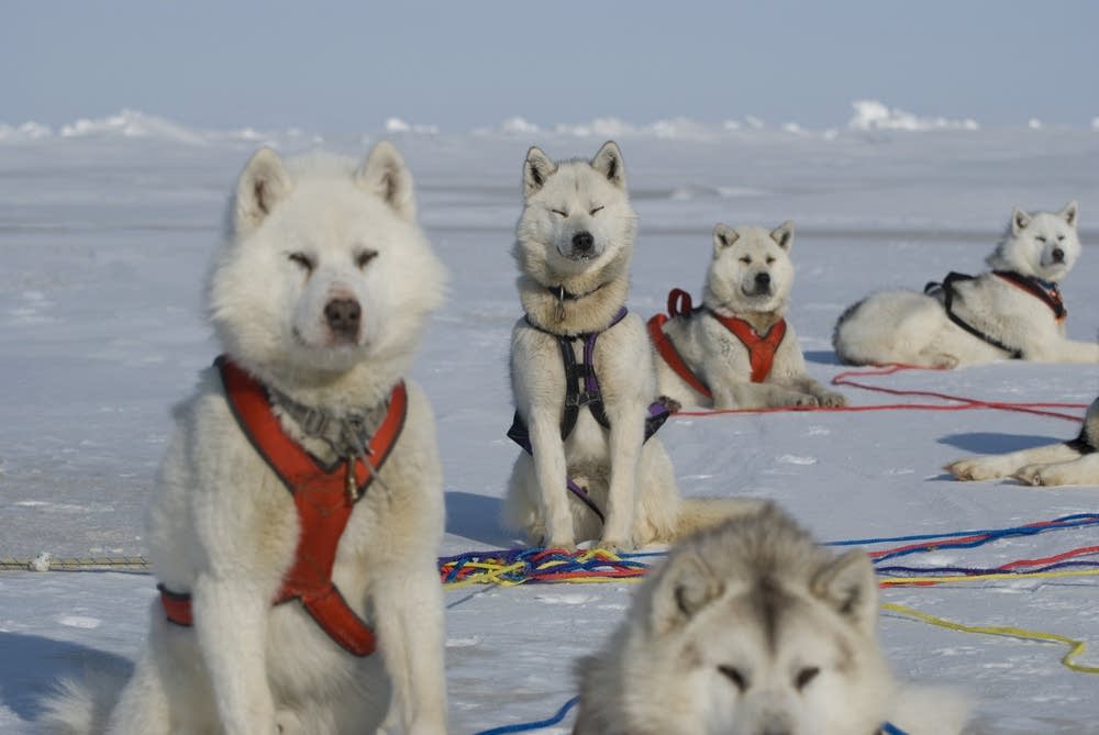 Steger's dogs