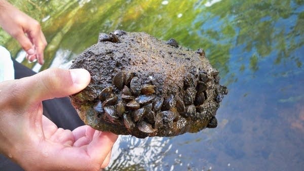 Zebra mussels