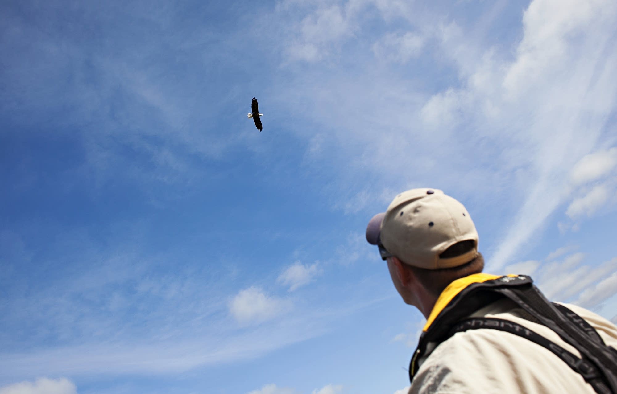 A bald eagle flies over Lake Carlos.