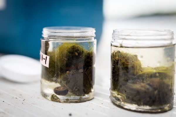 Snails sit in glass sample jars