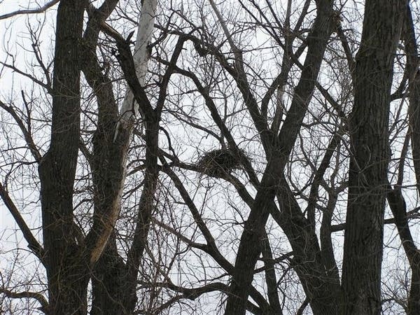 Eagle nest