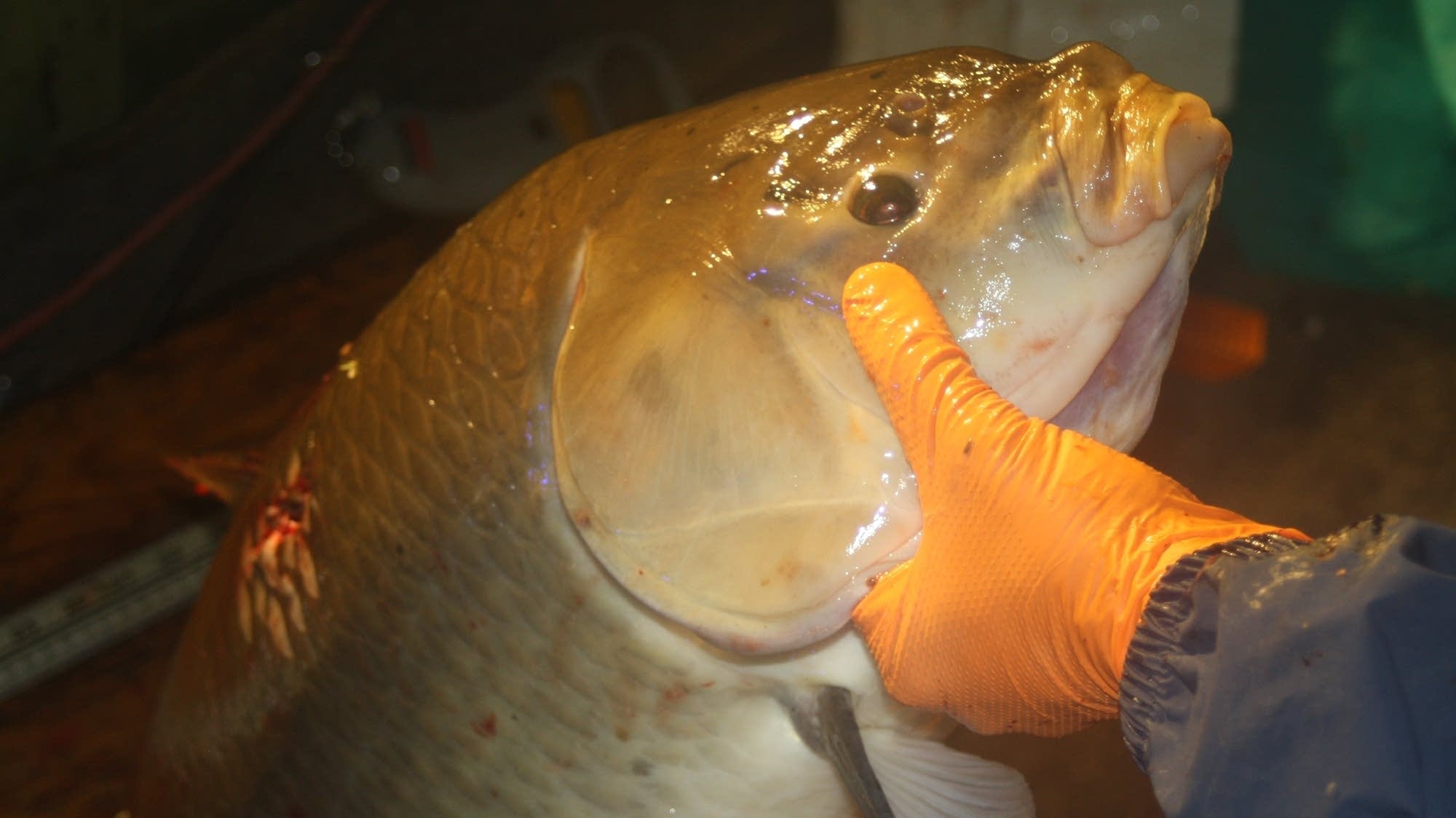 New appreciation for a Minnesota fish long considered junk MPR News