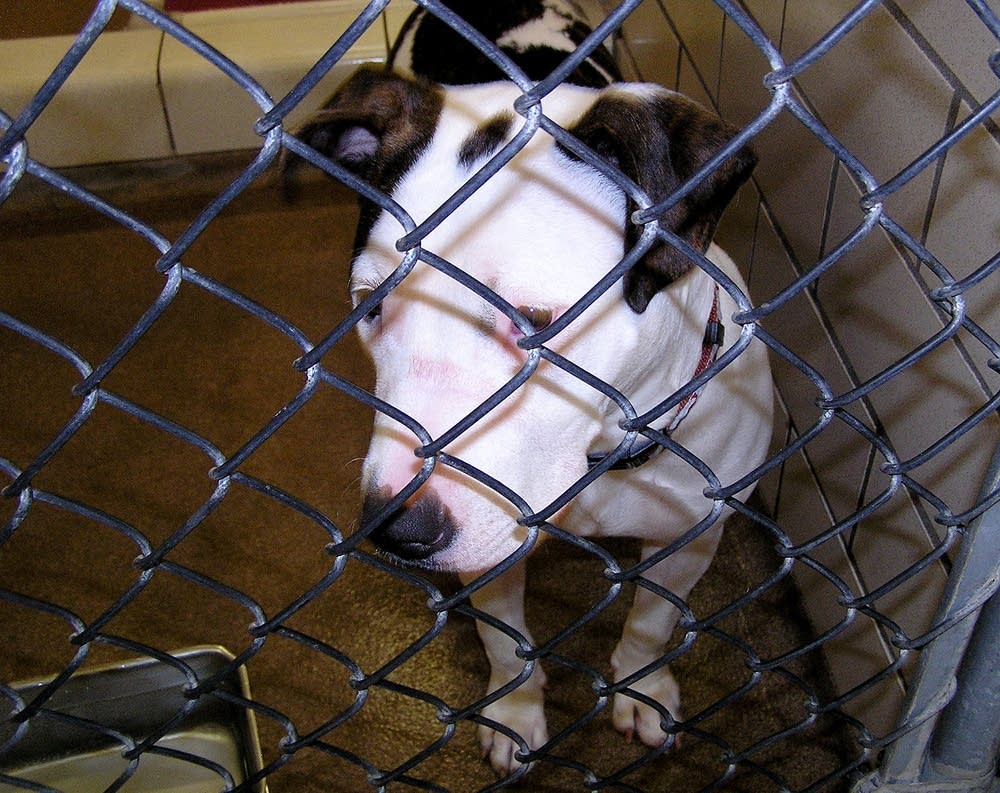 More mixed breed dogs