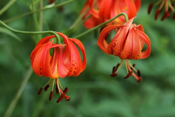 Turks Cap Lilies