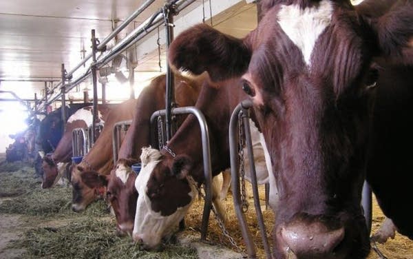 cow