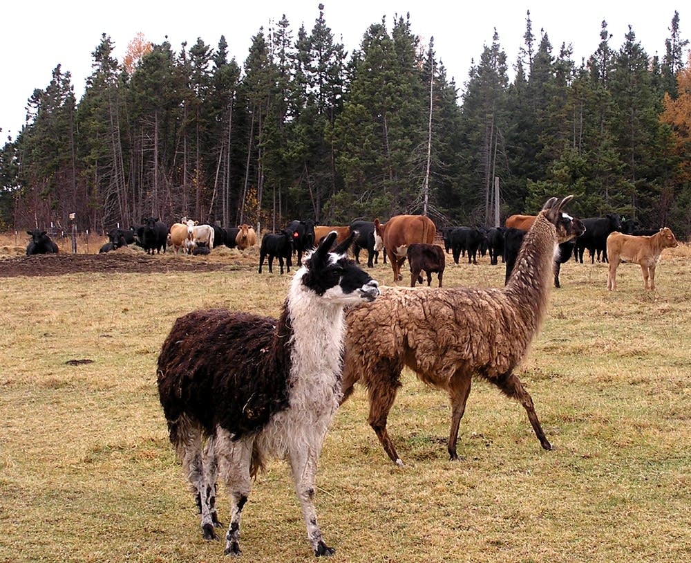 Llamas