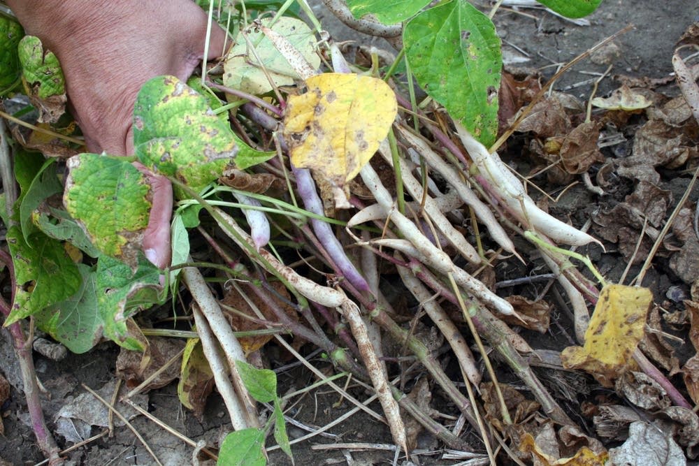 Bean plants
