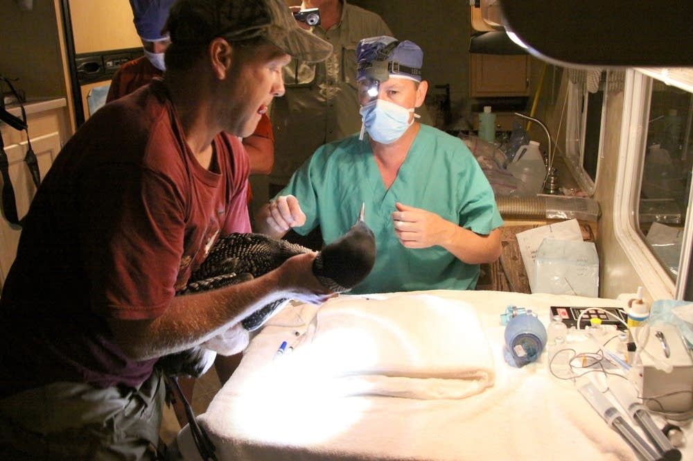 Loon in surgery