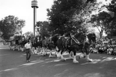 Clydesdales marching