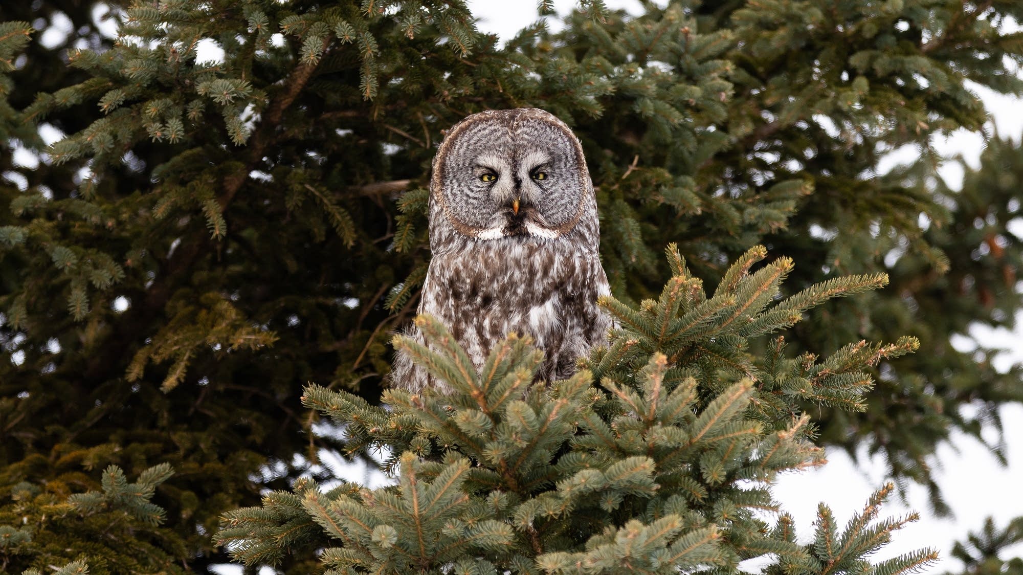 Largest owl irruption in two decades comes to northeast Minnesota