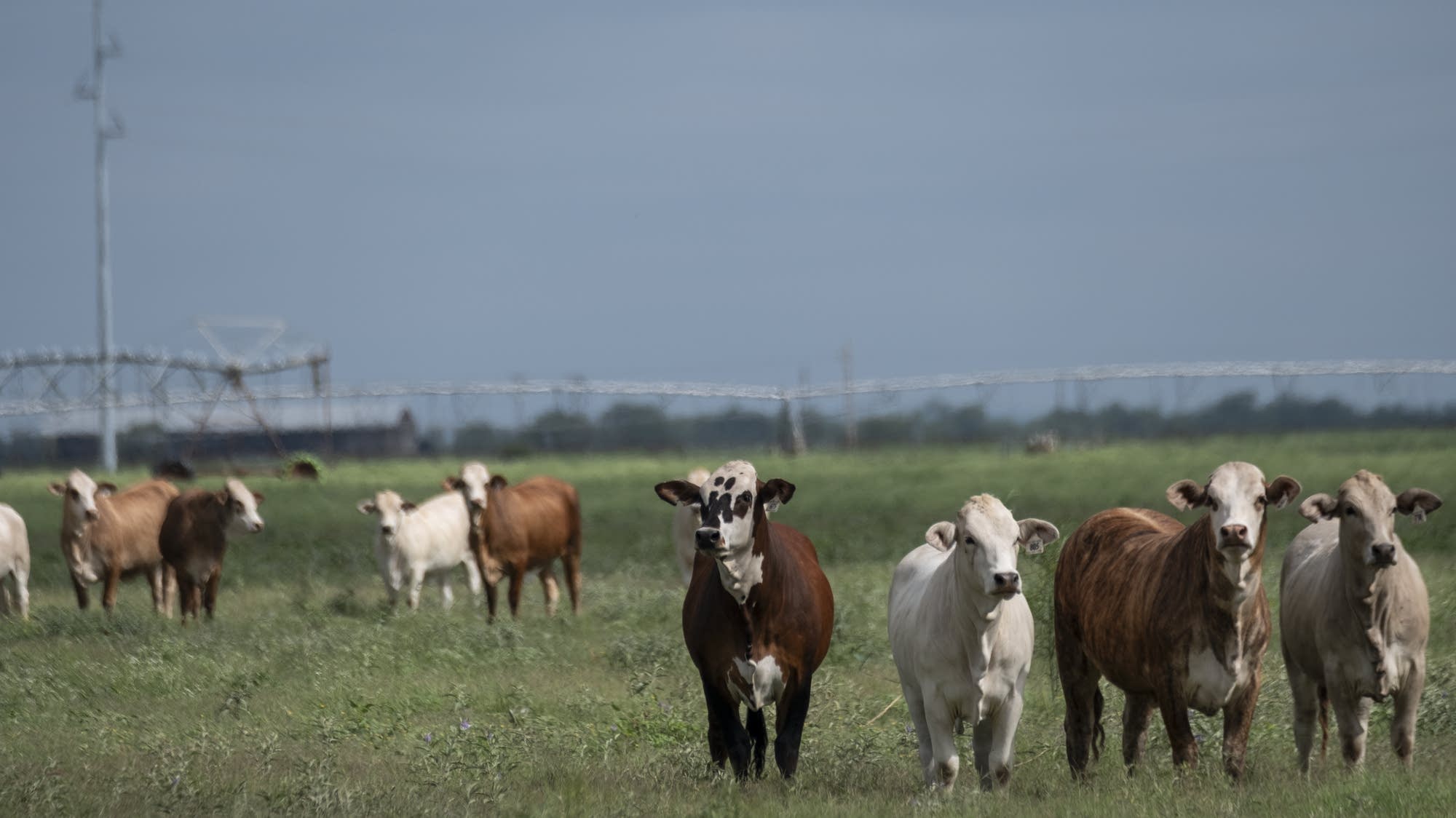 Rescue dogs and cats coming to Minnesota face New World screwworm scrutiny