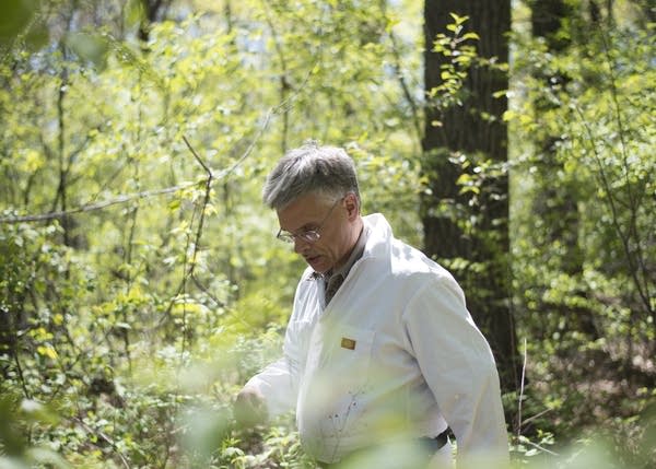 Dave Neitzel collects blacklegged tick samples.