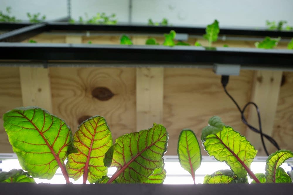 Swiss chard