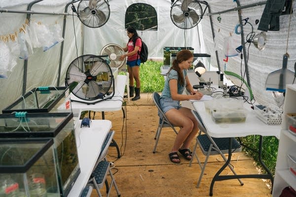 Two young women work in a tent with fish tanks.