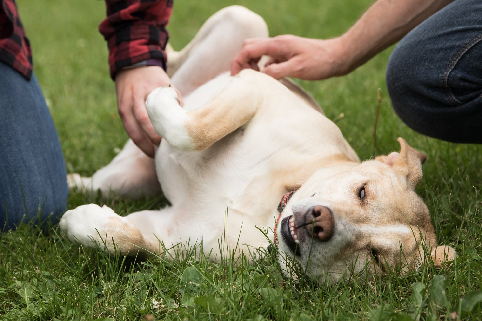 Colleen Detloff, left, and Mike Liay, right, scratch Archie's belly.