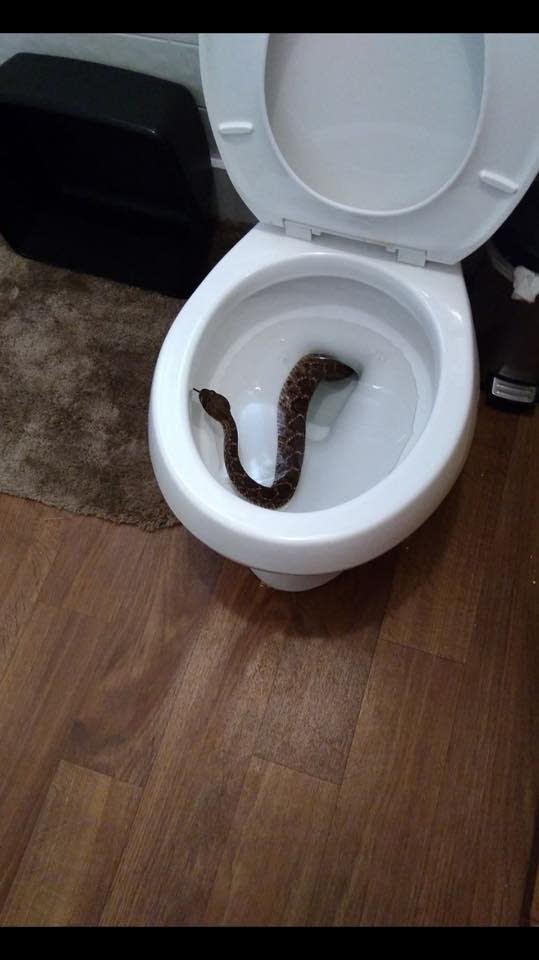 1,000 Words: There’s a snake in the toilet