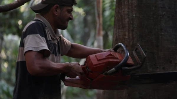 Among the signatories is Brazil, where large parts of the Amazon rainforest have been cut down, some illegally.