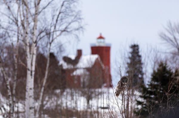 An owl on a small tree