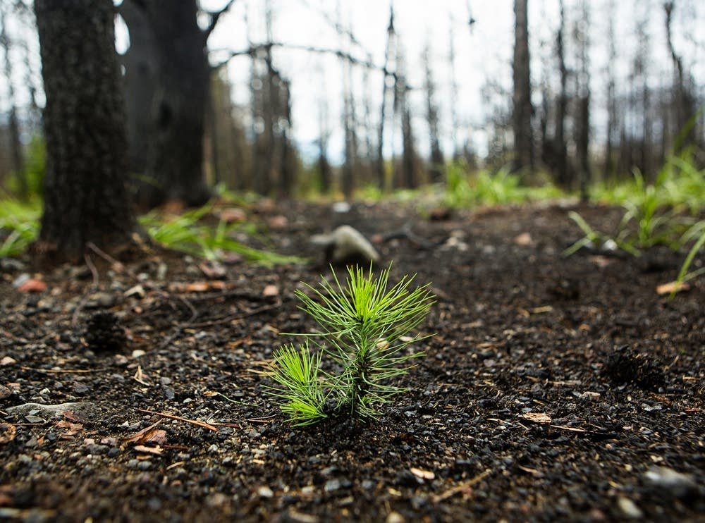 Jack pine seedling