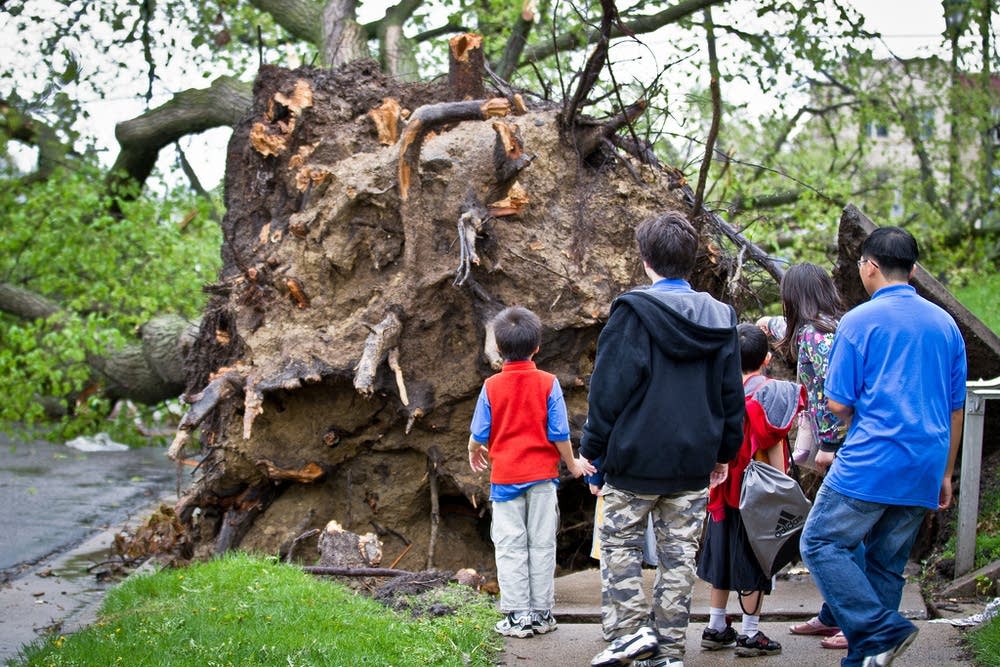 Uprooted tree