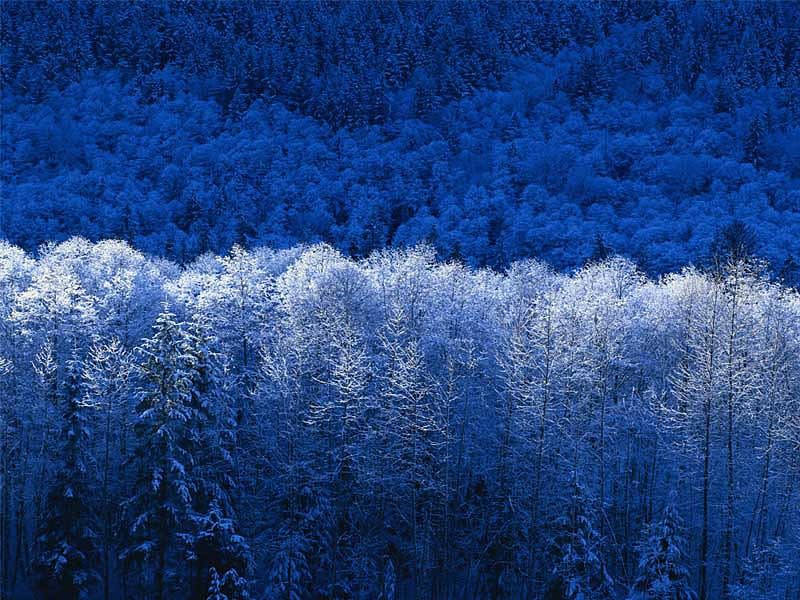 A pretty winter scene