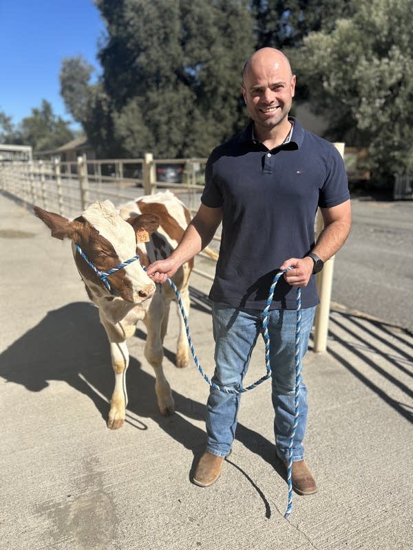 Could an early diet of seaweed produce climate-friendlier beef? – marketplace.org