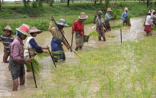 Myanmar women plant rice seedlings in Dalla