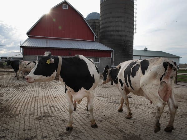 Four cows stand in front of a red barn.