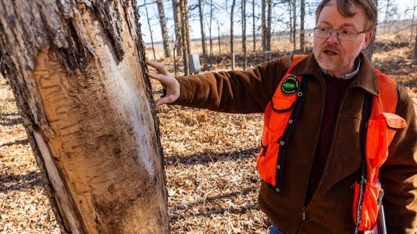 A person talks about a tree