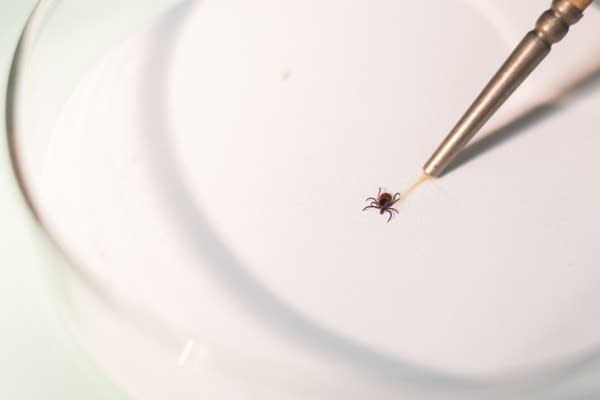 Professor Tim Kurtti coaxes a single tick around a glass petri dish.