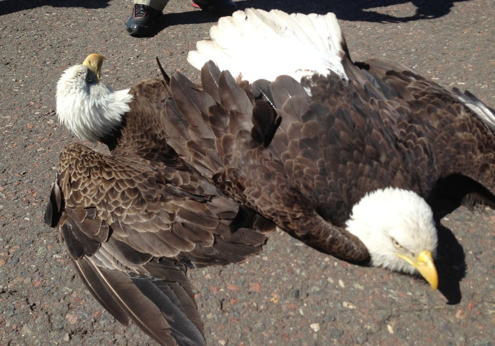 Eagle crash landing