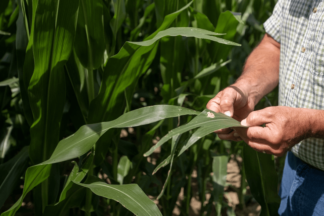 A man looks at his crop for disease 